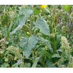 General Gamebird Mix. Cover Crop. 1 acre pack. 